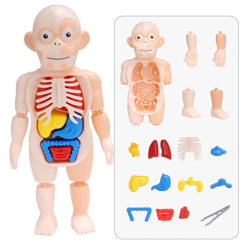 Educatieve Anatomieset voor Kinderen – Dr. Bones