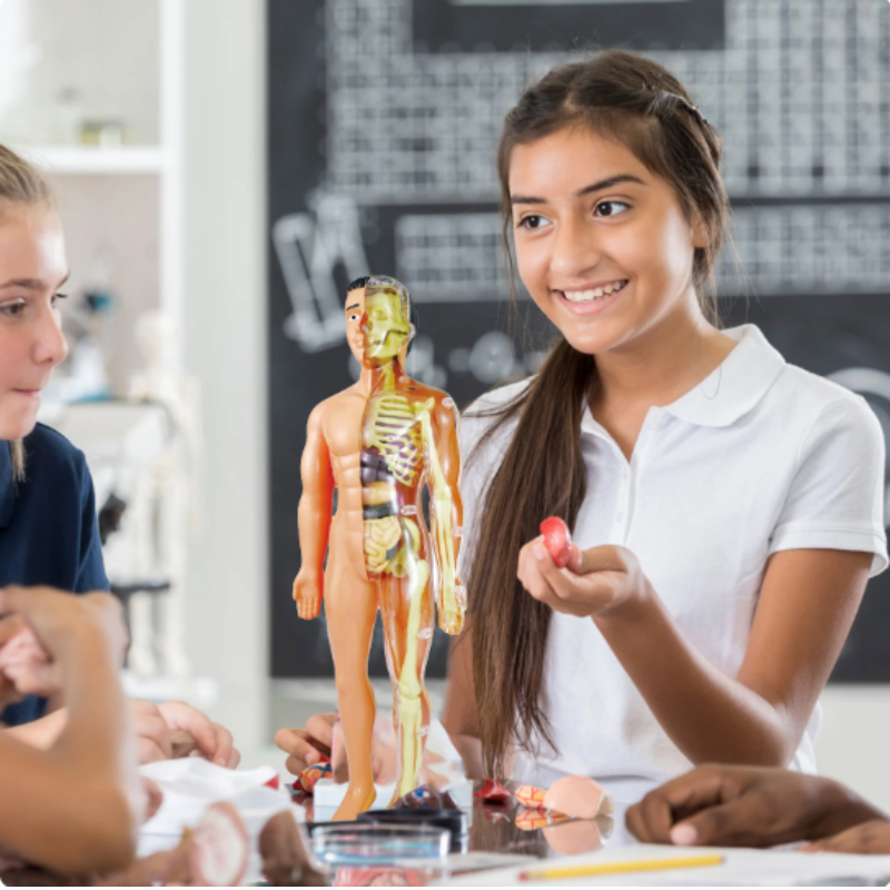 Educatief Anatomiemodel voor Kinderen - BioBouw